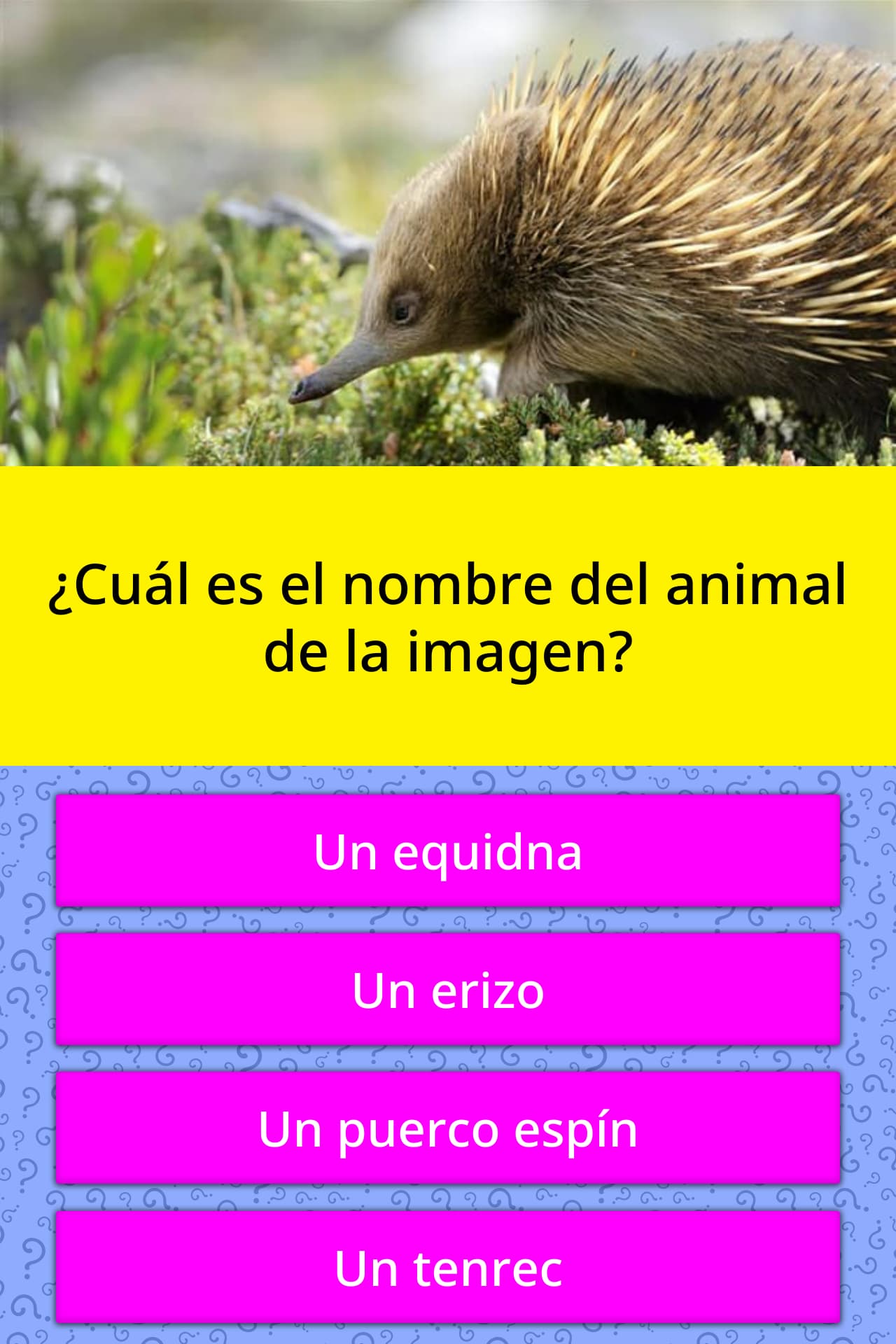 ¿Cuál es el nombre del animal de la... | Las Preguntas Trivia