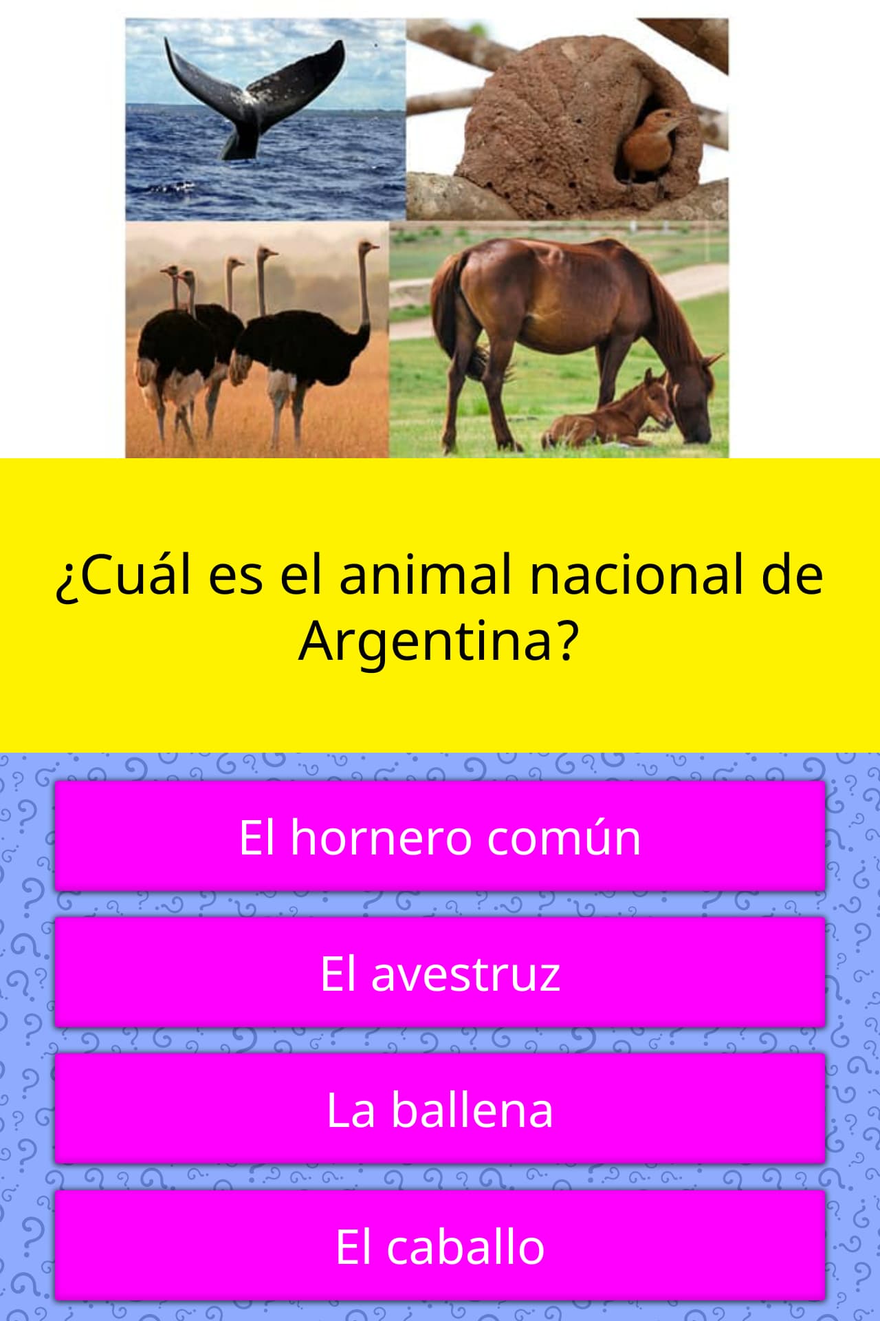 ¿Cuál es el animal nacional de... | La respuesta de Trivia | QuizzClub