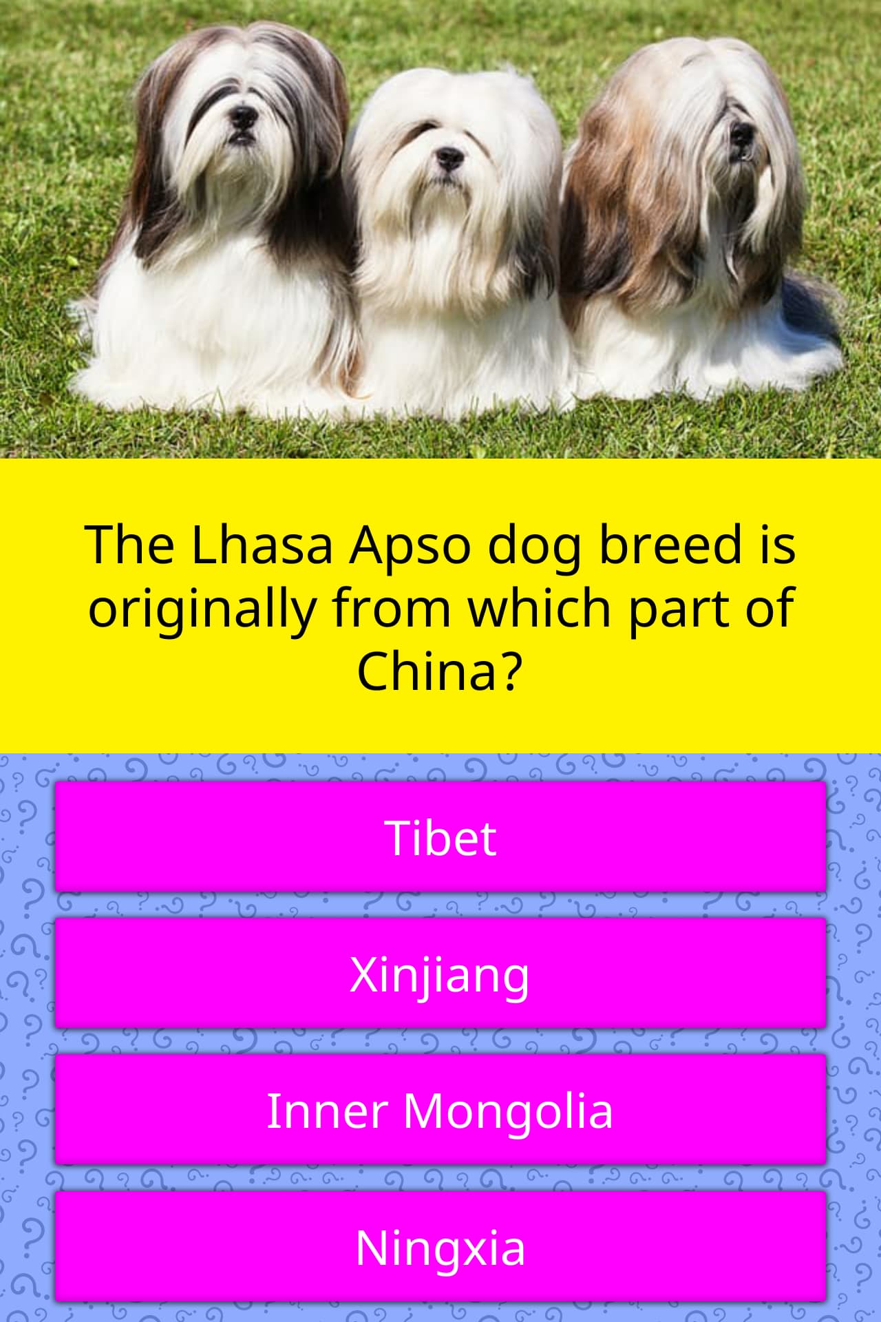 The Lhasa Apso Dog Breed Is Trivia Questions QuizzClub