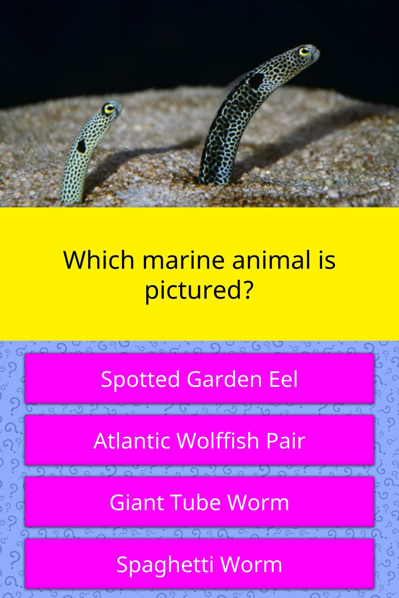 Which marine animal is pictured? | Trivia Questions | QuizzClub