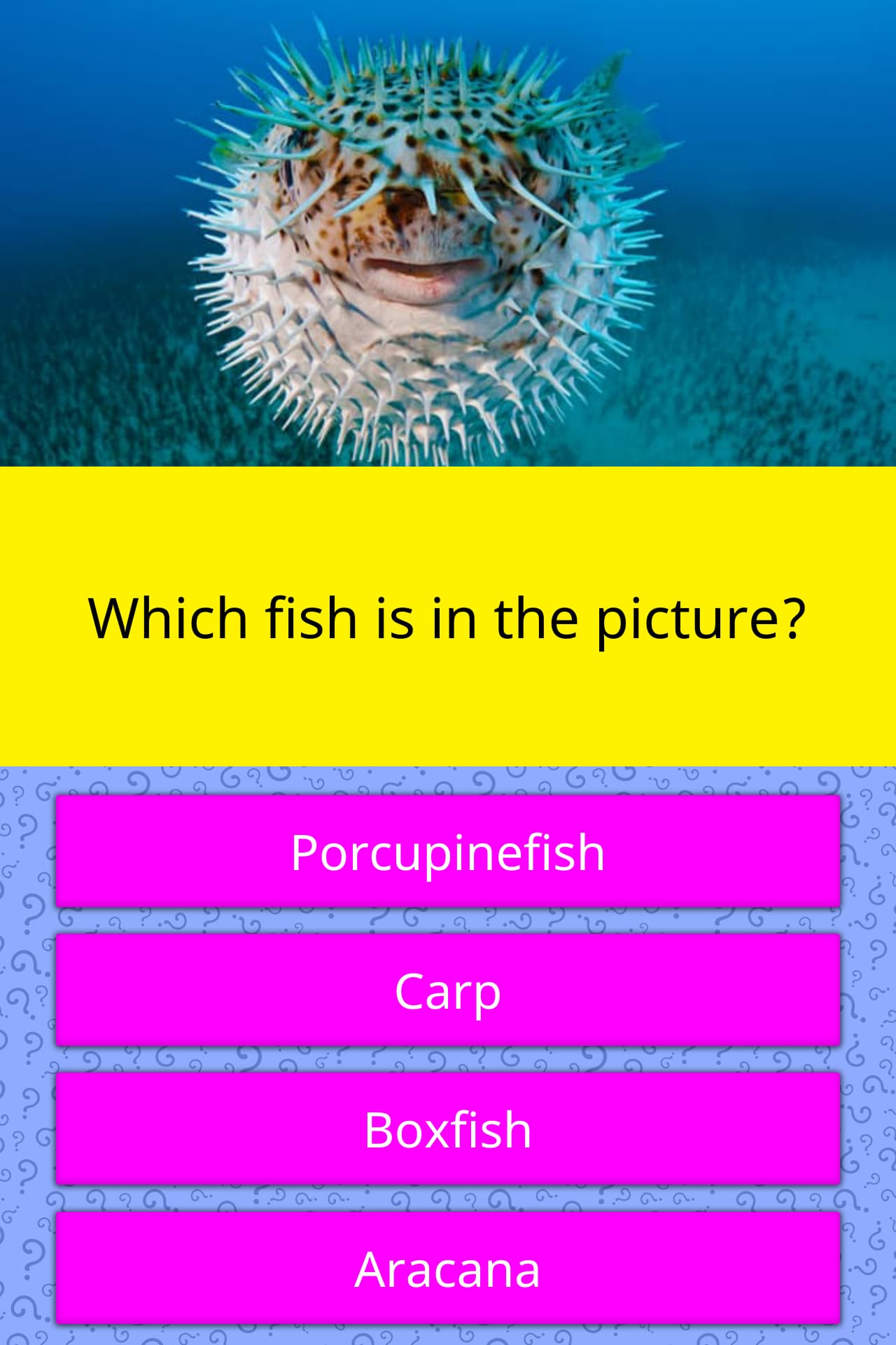 Which fish is in the picture? Trivia Answers