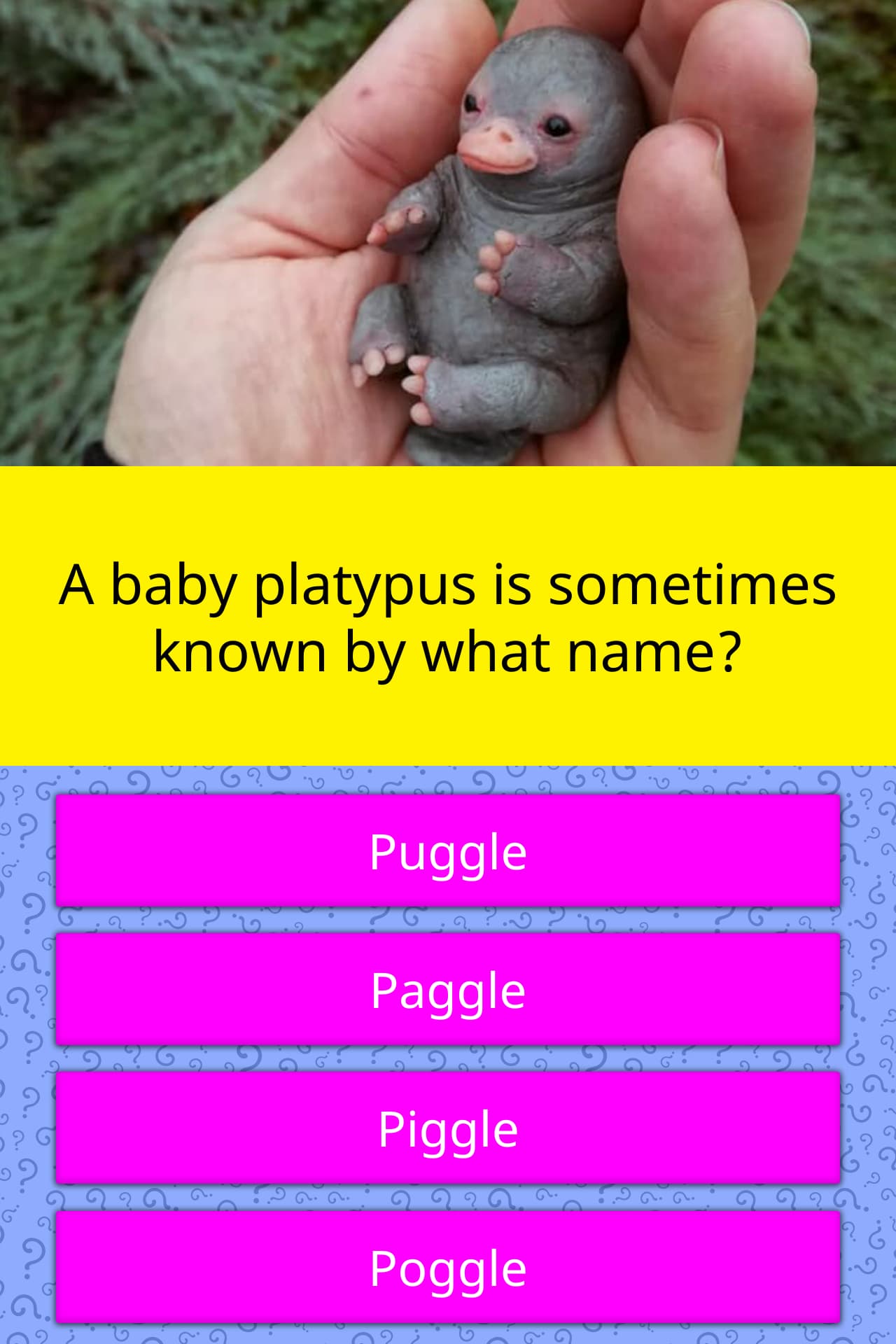 baby platypus name