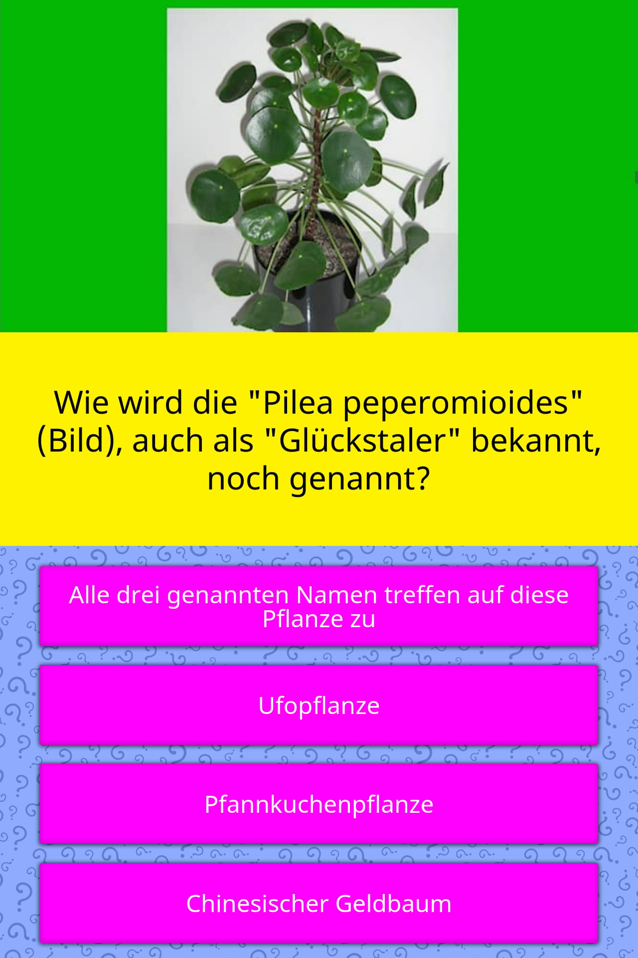 Wie Wird Die Pilea Quiz Antworten Quizzclub