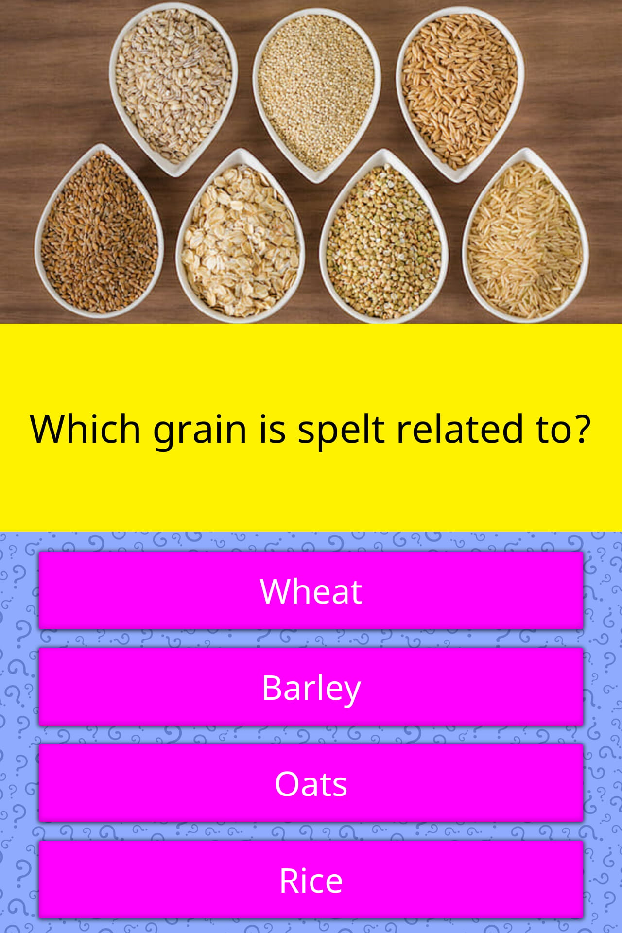 which-grain-is-spelt-related-to-trivia-answers-quizzclub