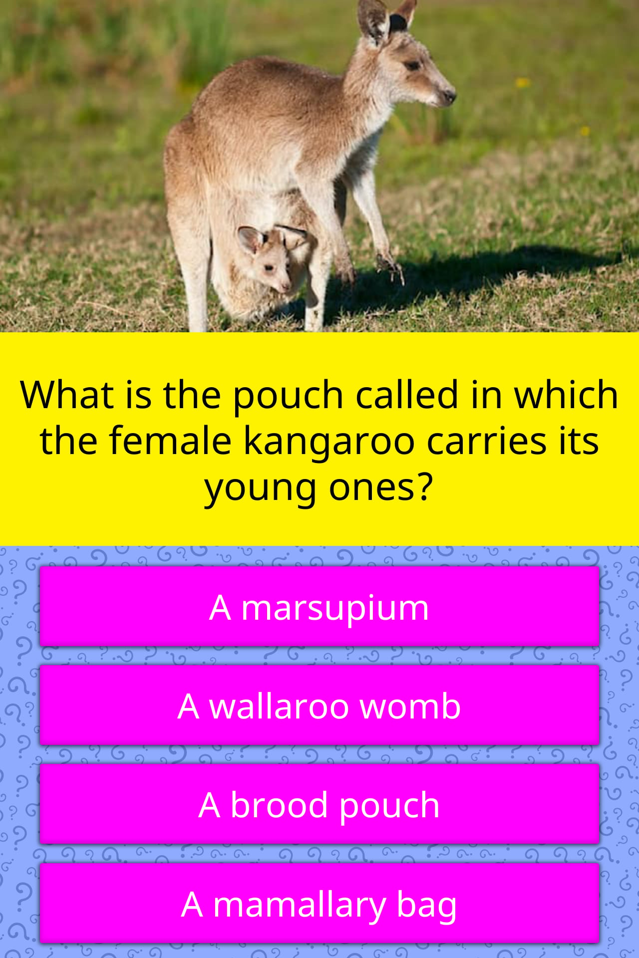 What is the pouch called in which... | Trivia Questions | QuizzClub