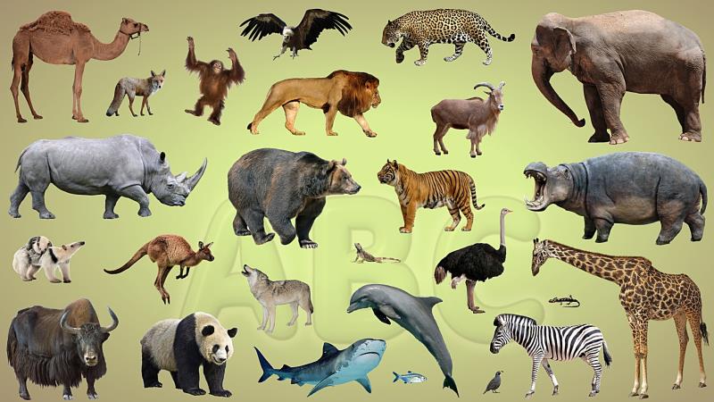 Natur Wissensfrage: Welches dieser Tiere lebt trotz seiner Größe nur ein paar Jahre?