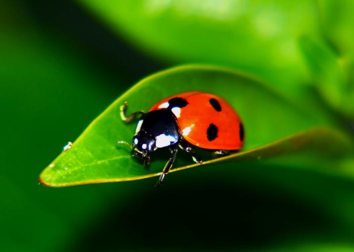 Nature Trivia Question: Is the insect known as a "Ladybug" a "bug"?