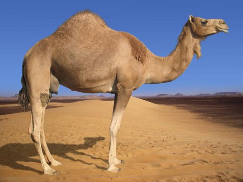 Nature Trivia Question: What is a female camel called?
