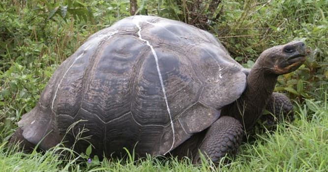 Nature Trivia Question: What is the fastest recorded tortoise speed?