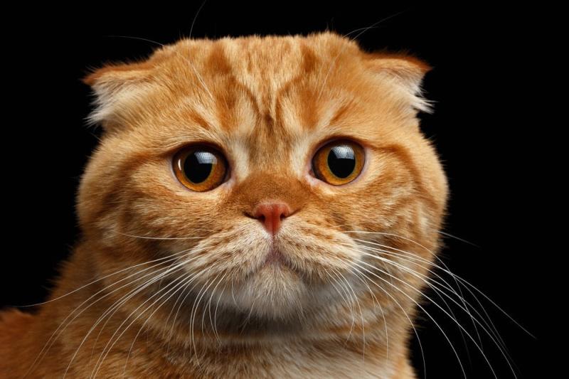 Natura Domande: Quale recente teoria spiega perché i gatti sono mangiatori tanto particolari?