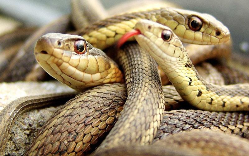 Nature Trivia Question: How many of the five families of snakes that occur in the U.S. are found in the state of Texas?