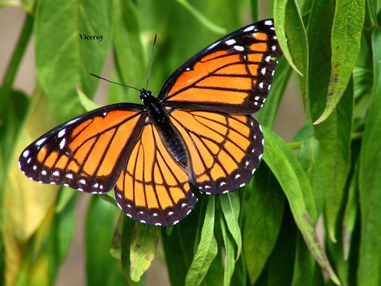Naturaleza Pregunta Trivia: ¿Cuántos pares de patas tiene una mariposa?