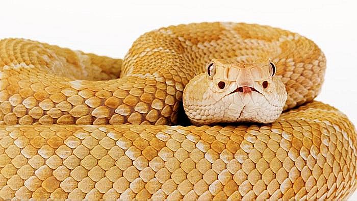 Nature Trivia Question: There are three kinds of teeth in snakes. Two types are (1) constrictor and (2) groove fanged. What is the third type?