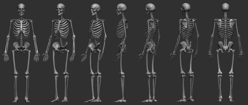 how many bones does an adult have