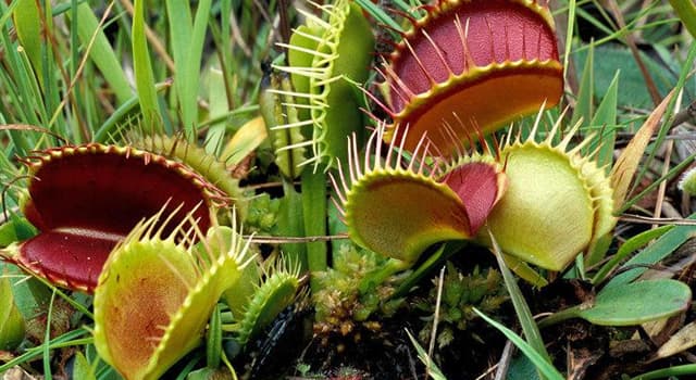 Nature Trivia Question: Where is the native environment of the Venus Flytrap?