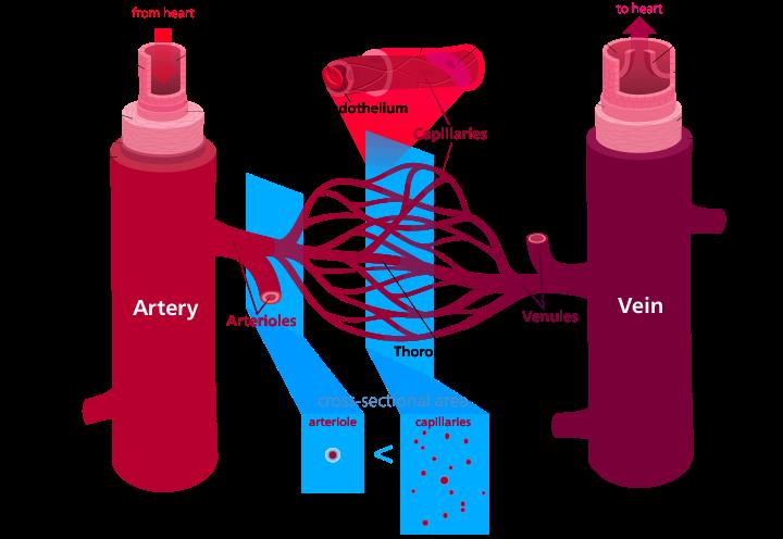 Science Trivia Question: Which artery in the human body carries blood to the lungs to receive oxygen?