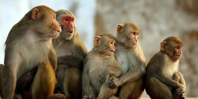 Nature Trivia Question: Which of the following is NOT a collective noun for monkeys?