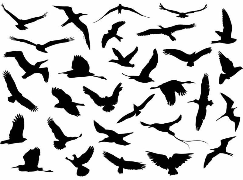 Nature Trivia Question: An 'Unkindness' is the collective noun for which birds?