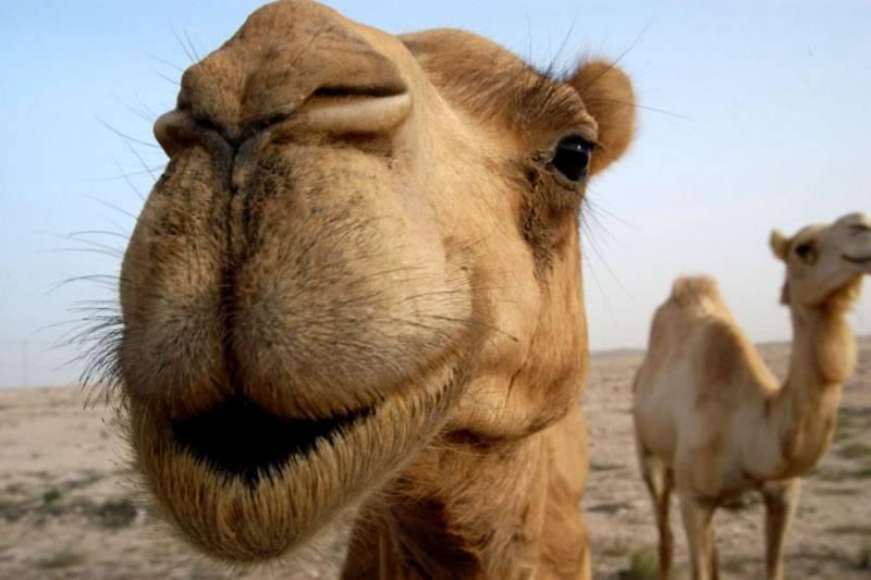 Наука Вопрос: Где появились первые верблюды?