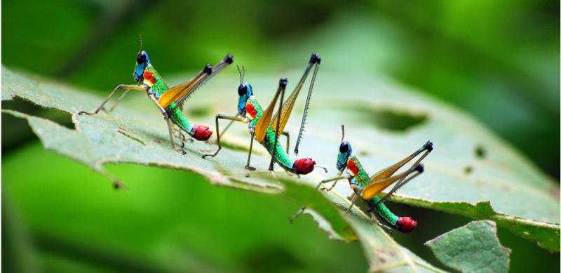 Наука Запитання-цікавинка: Хто з цих "милих" тварин не є комахою?