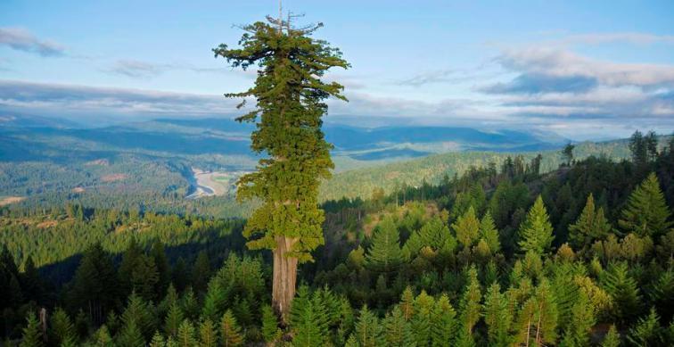 Наука Вопрос: Самое высокое дерево на Земле это: