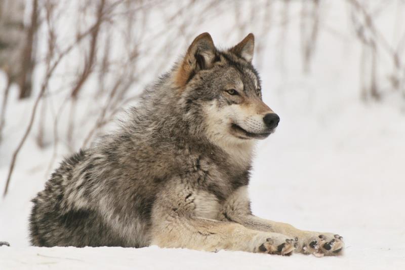 Nature Question: Quel est un autre nom du loup gris ?