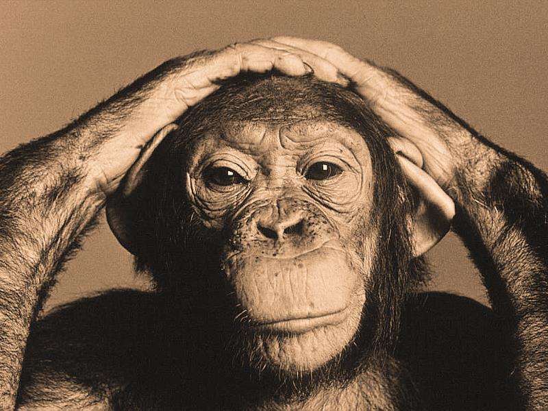Sociedad Pregunta Trivia: ¿Cómo se llamaba el chimpancé de Michael Jackson?