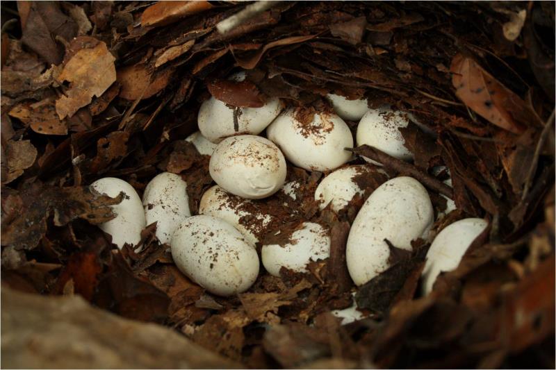 Nature Trivia Question: Which is the only snake that builds a nest for its eggs?