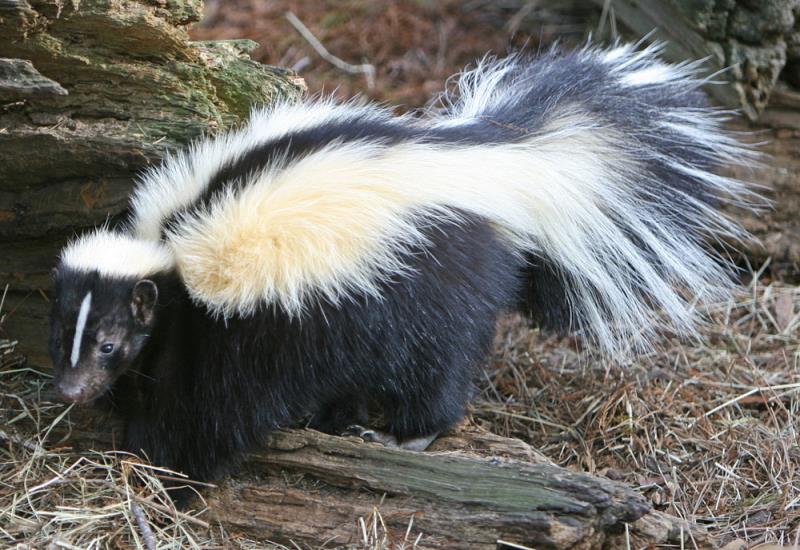Nature Trivia Question: Which of these creatures regularly preys on skunks?