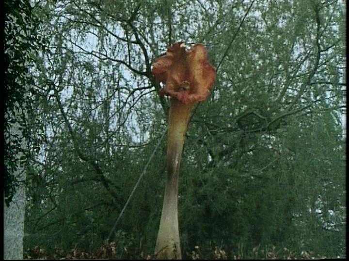 Culture Trivia Question: Who wrote the science fiction novel 'The Day of the Triffids'?