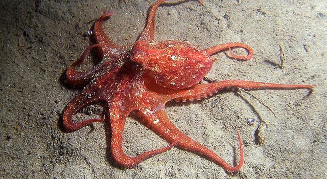 Nature Trivia Question: How many hearts does an octopus have?