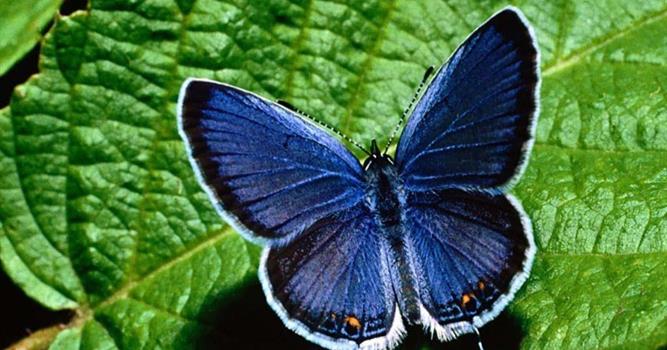 Наука Вопрос: Как называется наука о бабочках?