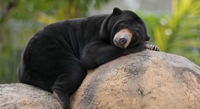 Природа Вопрос: Какой медведь изображен на фото?