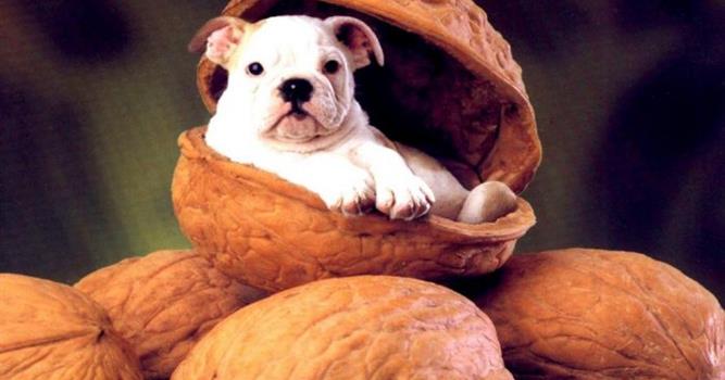 Наука Вопрос: Какой орех является смертельно опасным для собак?