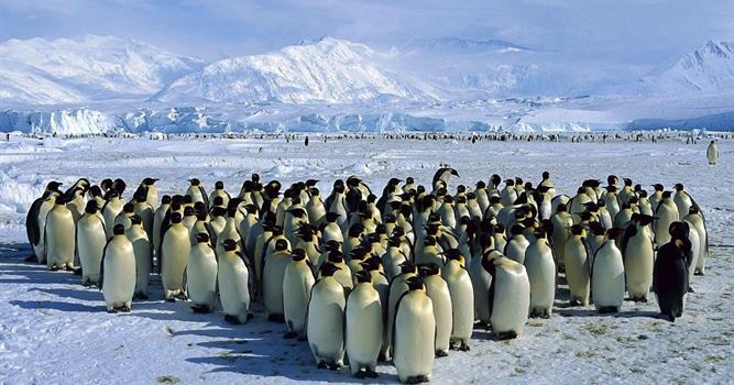 Природа Вопрос: Нелетающие птицы пингвины являются, как известно, "визитной карточкой" самого холодного континента планеты - Антарктиды. А можно ли встретить пингвинов на экваторе?