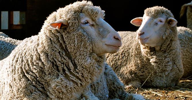 Наука Вопрос: Как называется овца, которая ожидает потомство?