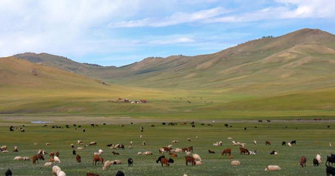 История Вопрос: В Монголии в начале 20-х годов прошлого века за одного верблюда давали ...