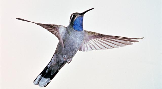 Nature Trivia Question: What is the highest heart rate measured in a hummingbird?