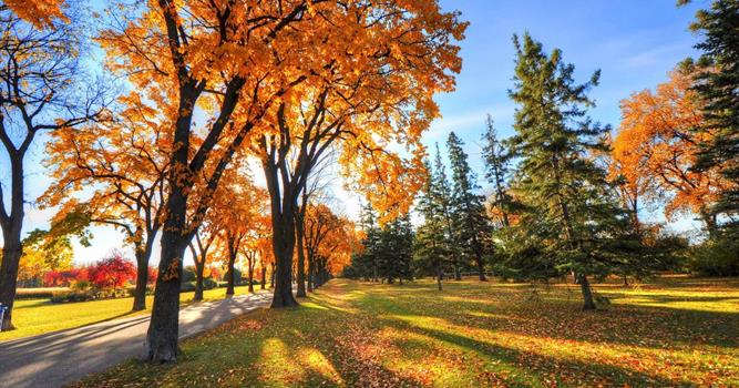Наука Вопрос: Золотая осень. Листья на деревьях пожелтели, покраснели... А существуют ли деревья или кустарники, у которых только что распустившиеся листья имеют красную окраску и только гораздо позже меняют её на зелёную?