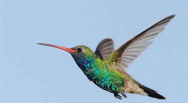 Nature Trivia Question: Can a hummingbird fly upside down?