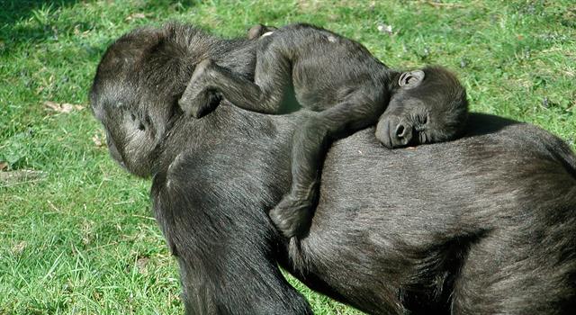 Nature Trivia Question: What is a baby gorilla called?