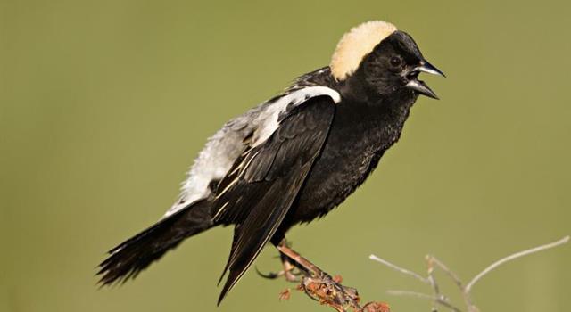 Culture Trivia Question: Which of the following is the collective noun for bobolinks?