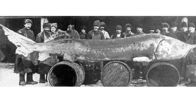Природа Вопрос: Белуга считается одной из самых крупных пресноводных рыб. А каков был вес самой крупной пойманной особи этой рыбы, о котором сохранилось документальное свидетельство?