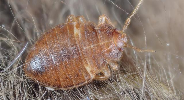 Society Trivia Question: What city was most often treated by Orkin for bedbugs in 2016?