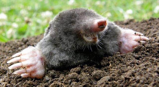 Nature Trivia Question: Approximately how much earth per day can a mole shift?