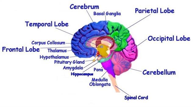Science Trivia Question: Humans are considered to have how many pairs of cranial nerves?