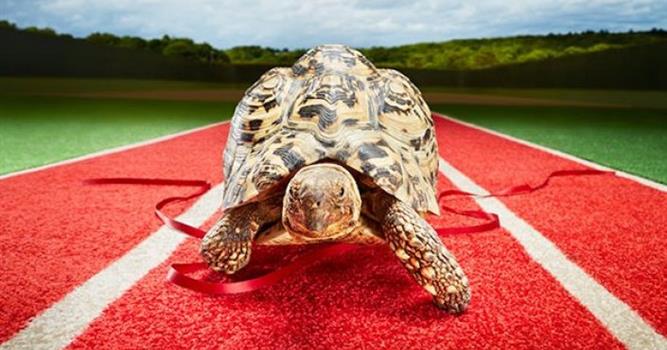 Природа Вопрос: Каков в настоящее время (на конец 2016 года) рекорд скорости для черепах, занесенный в Книгу рекордов Гиннеса?