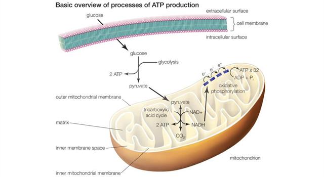 Science Trivia Question: What does ATP stand for in biology?