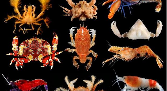 Society Trivia Question: What is the state crustacean of Oregon?