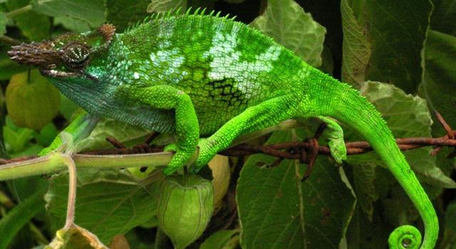 Nature Trivia Question: Which marine creature is nicknamed 'the chameleon of the sea'?